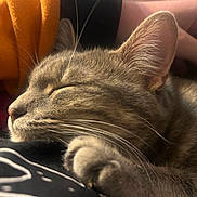 Shimmer is registered to the contest to win money with this photo: bedtime, blanket, cat, close_up, cozy, ear, fur, human_hand, indoor, macro, nap, nose, paw, pet, portrait, relaxed, sleeping, soft_light, tabby_cat, whiskers