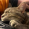bedtime, blanket, cat, close_up, cozy, ear, fur, human_hand, indoor, macro, nap, nose, paw, pet, portrait, relaxed, sleeping, soft_light, tabby_cat, whiskers