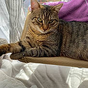 Gucci a rejoint le concours — aidez-le/la à gagner de superbes lots ! cat, tabby, pet, animal, indoor, relaxing, lounge, feline, fur, whiskers, paws, blanket, cushion, window, sunlight, curtain, resting, cozy, home, hammock