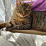 cat, tabby, pet, animal, indoor, relaxing, lounge, feline, fur, whiskers, paws, blanket, cushion, window, sunlight, curtain, resting, cozy, home, hammock