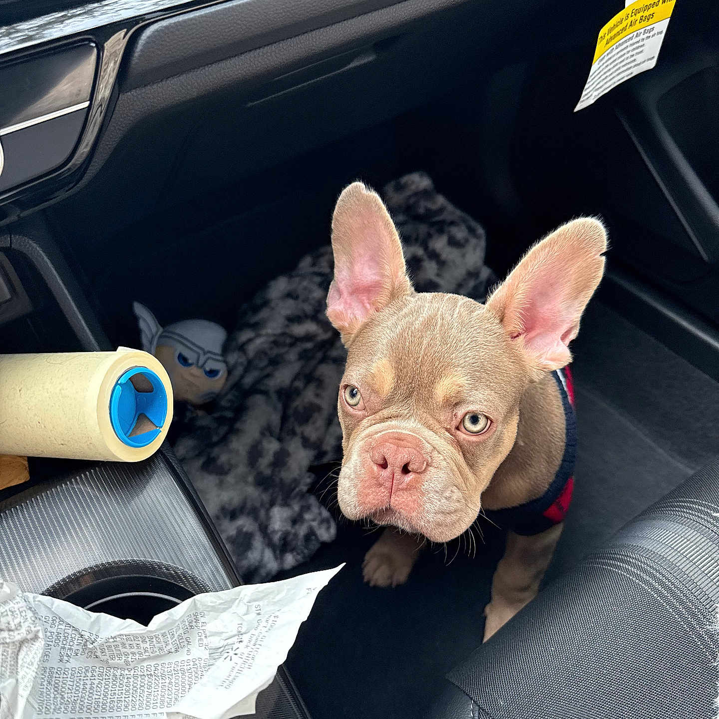 Blue joined the competition — help win amazing prizes! accessories, animal, belt, bulldog, canine, car, cushion, dog, frenchbulldog, homedecor, machine, pet, pitbull, puppy, snout, spoke, tape, text, transportation, vehicle