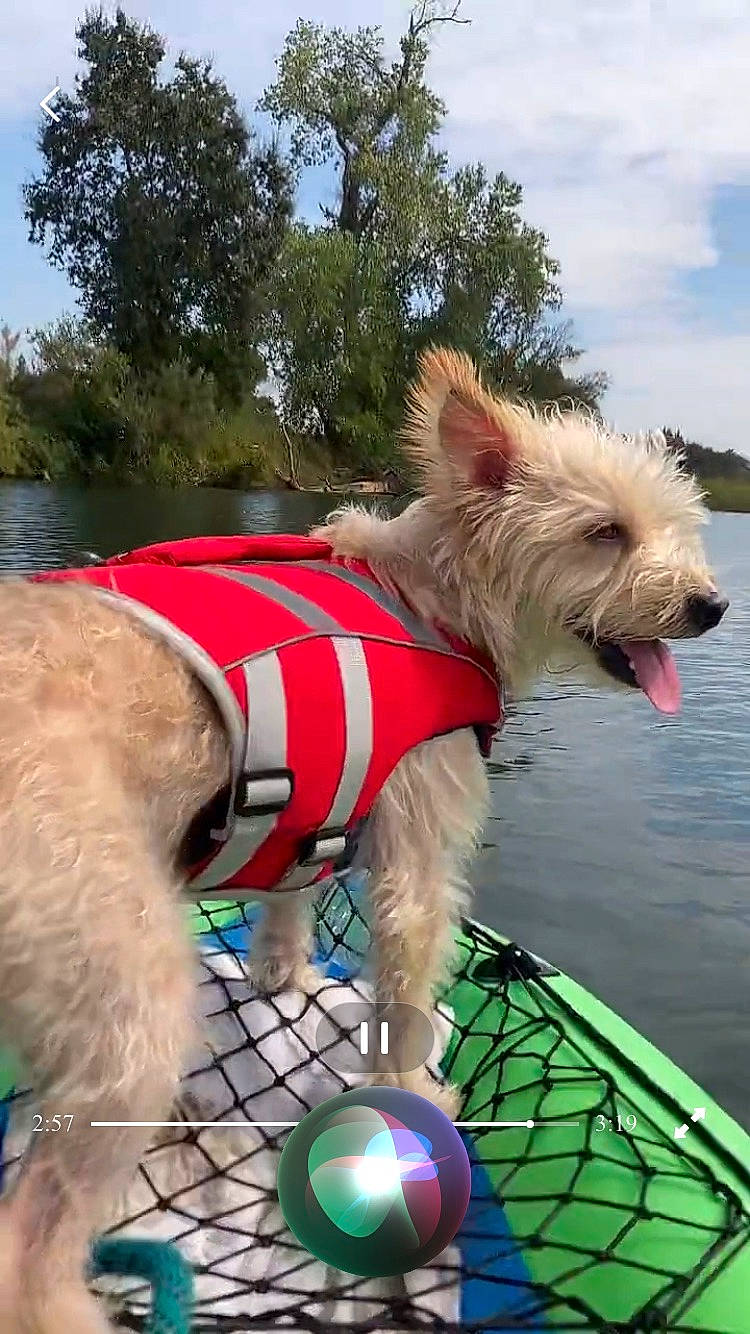 Happy joined the competition — help win amazing prizes! blue, carnivore, cloud, collar, companion_dog, dog, dog_breed, dog_clothes, dog_collar, dog_supply, fawn, leash, pet_supply, sky, snout, sporting_group, toy_dog, tree, water, working_animal