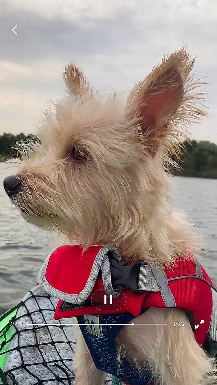 Happy joined the competition — help win amazing prizes! canidae, carnivore, cloud, collar, companion_dog, dog, dog_breed, dog_collar, dog_supply, fashion_accessory, pet_supply, sky, small_terrier, snout, sporting_group, terrier, toy_dog, water, white, working_animal