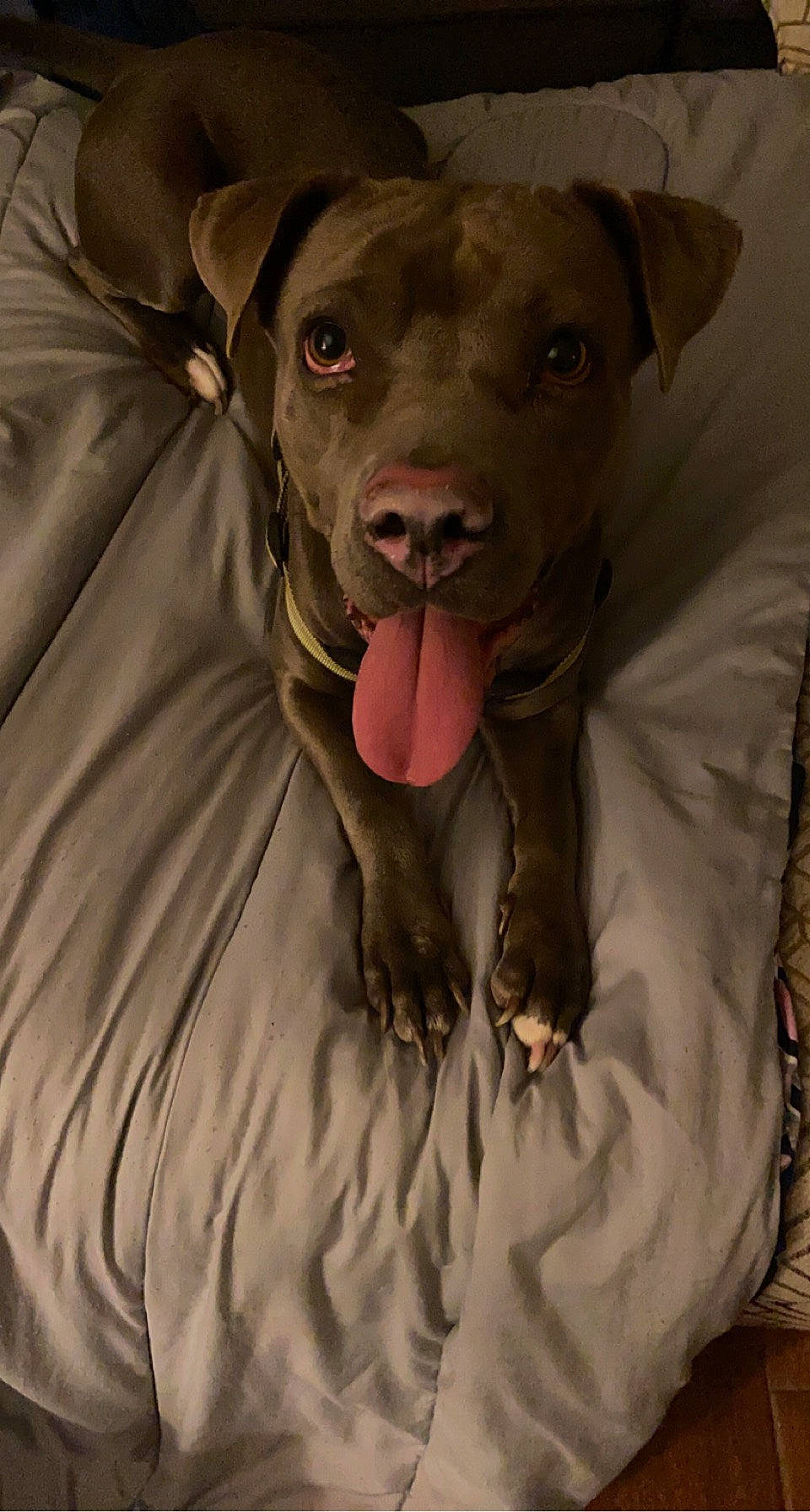 Gray joined the competition — help win amazing prizes! bed, carnivore, collar, comfort, companion_dog, dog, dog_breed, dog_collar, dog_supply, fawn, fur, grey, liver, pet_supply, sleeve, snout, sporting_group, toy_dog, whiskers, working_animal