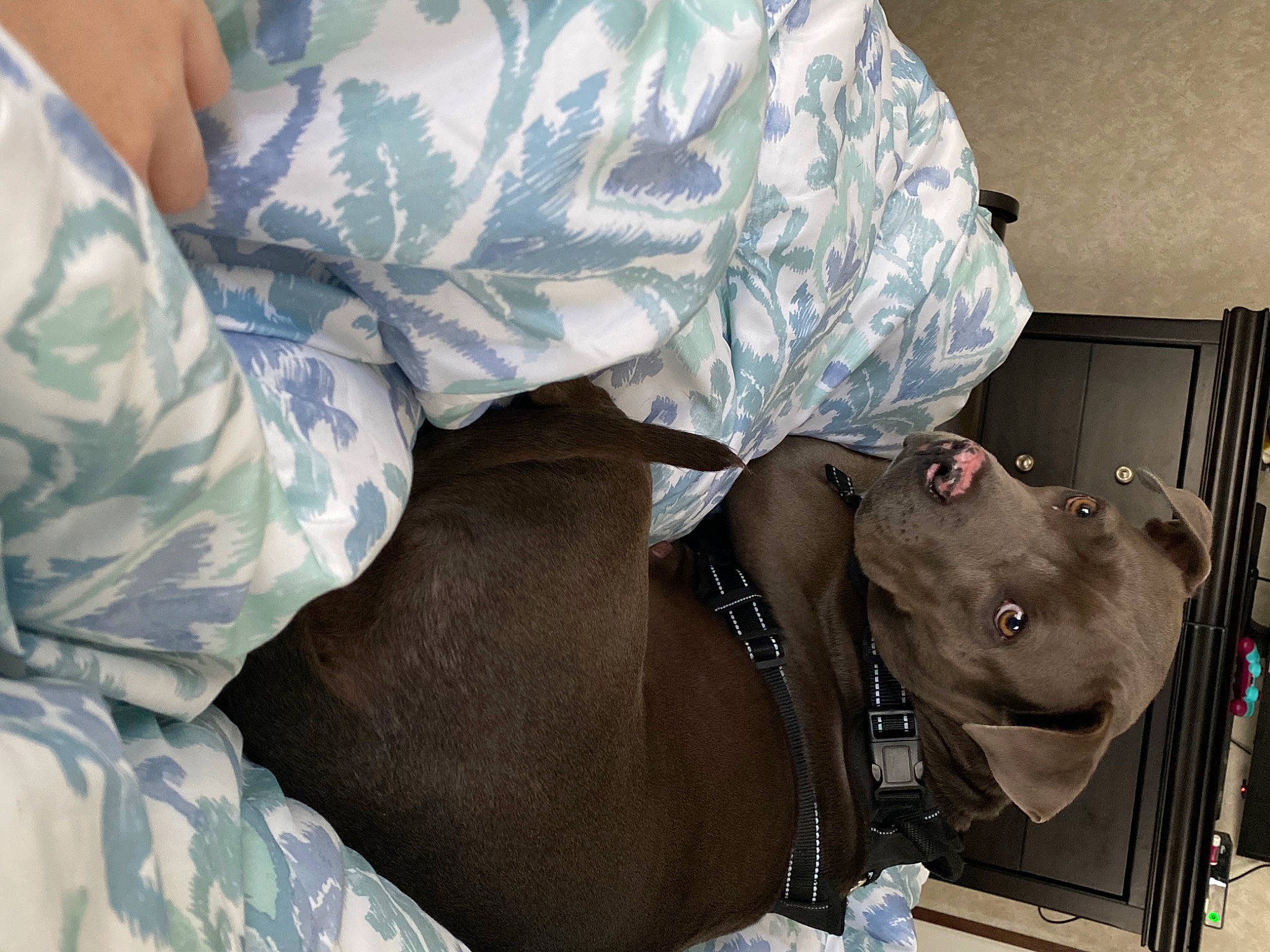 Gray joined the competition — help win amazing prizes! bag, baggage, camouflage, comfort, eyewear, fashion_accessory, gesture, goggles, hat, helmet, luggage_and_bags, military, military_camouflage, military_uniform, pattern, personal_protective_equipment, service, sleeve, sporting_group, uniform