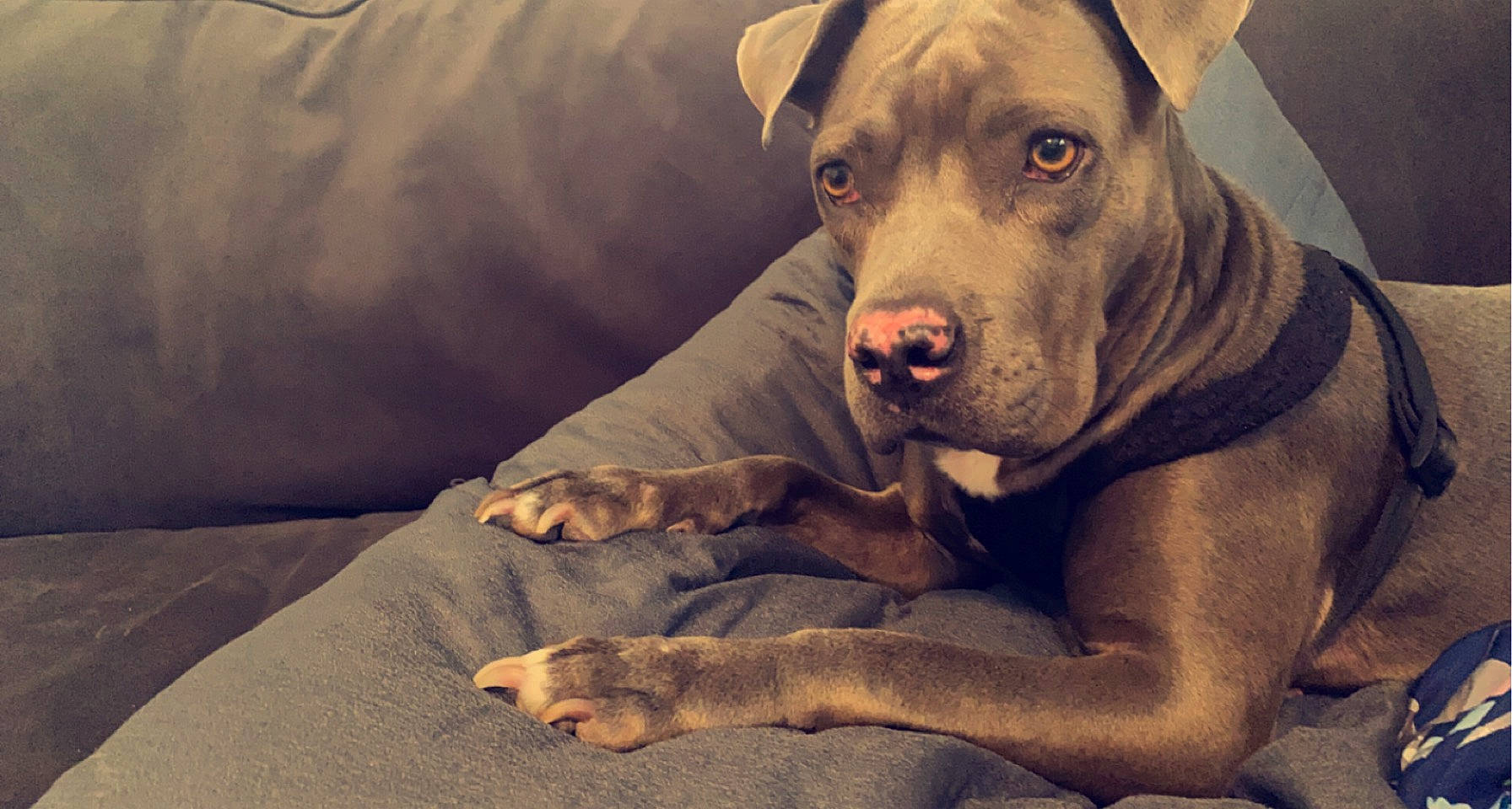 Gray is registered to the contest to win money with this photo: canidae, carnivore, comfort, companion_dog, dog, dog_breed, dog_collar, fawn, flash_photography, fur, liver, paw, sitting, snout, sporting_group, terrestrial_animal, whiskers, working_animal, working_dog, wrinkle