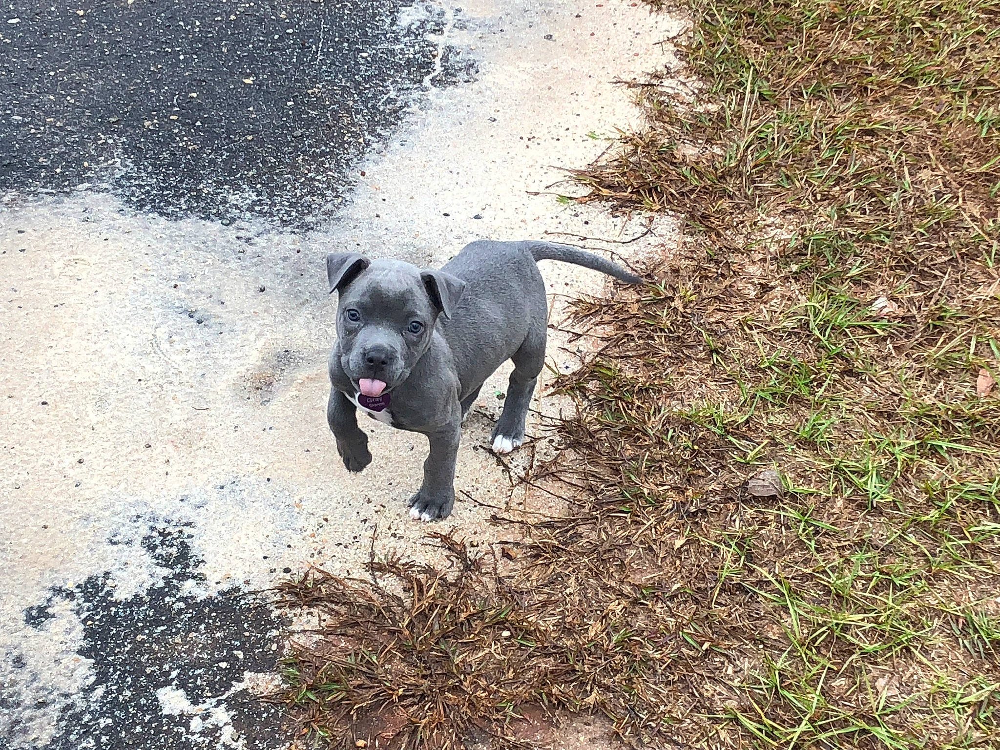 Gray is registered to the contest to win money with this photo: canidae, carnivore, companion_dog, dog, dog_breed, dog_collar, fawn, grass, guard_dog, molosser, plant, shadow, snout, soil, sporting_group, tail, tints_and_shades, toy_dog, water, working_animal