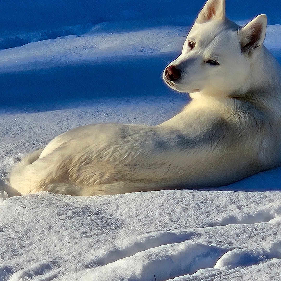 Daisy Mae joined the competition — help win amazing prizes! animal, arcticfox, canine, coyote, dog, eskimodog, fox, husky, ice, kitfox, land, nature, outdoors, pet, redwolf, snow, tundra, whitedog, winter, wolf