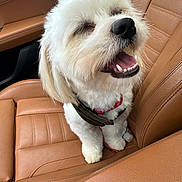 Bubbas is registered to the contest to win money with this photo: animal, canine, car_interior, closeup, companion, cute, dog, domestic_animal, fluffy, fur, happy, harness, leather_seat, open_mouth, pet, sitting, smiling, travel, vehicle, white_dog