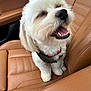 animal, canine, car_interior, closeup, companion, cute, dog, domestic_animal, fluffy, fur, happy, harness, leather_seat, open_mouth, pet, sitting, smiling, travel, vehicle, white_dog