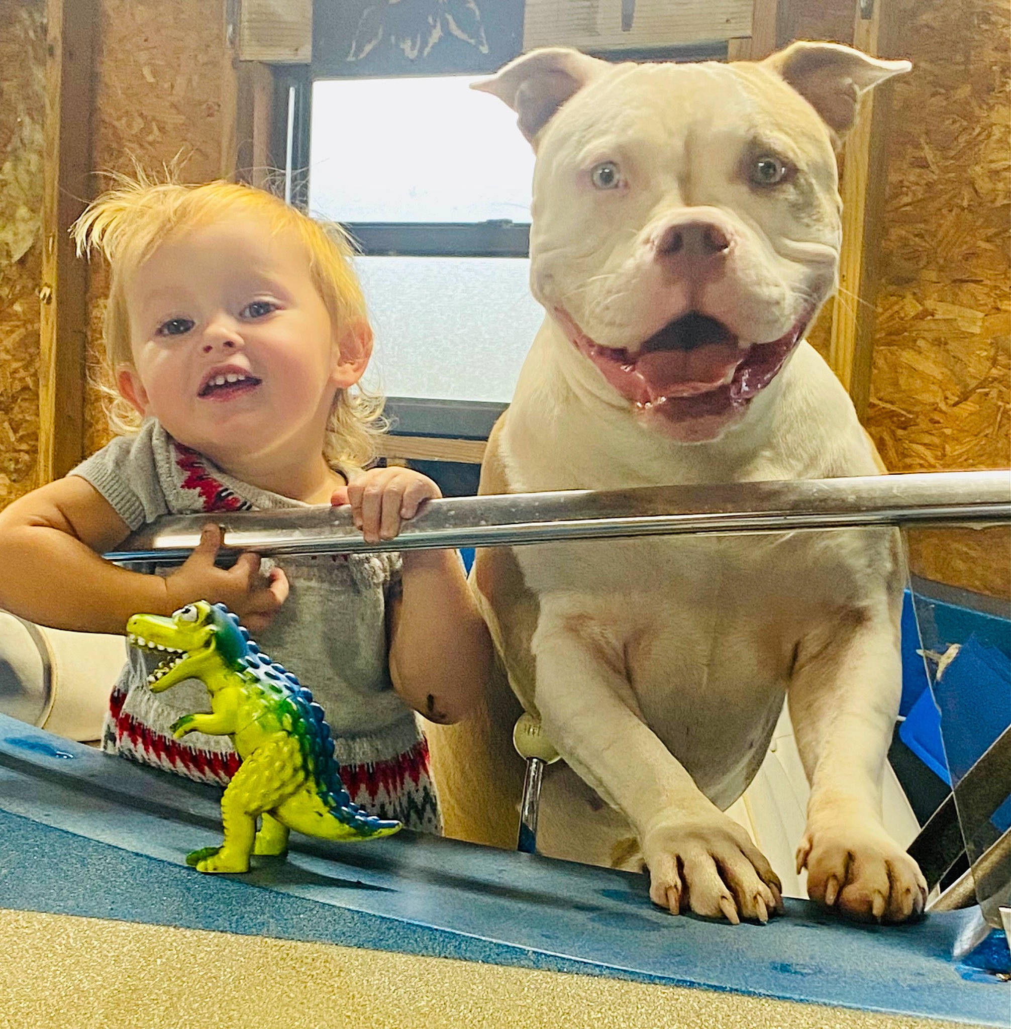 Brook is registered to the contest to win money with this photo: blue, canidae, carnivore, child, companion_dog, dessert, dog, dog_breed, fawn, fun, happy, leisure, person, play, recreation, sharing, smile, snout, t_shirt, toddler