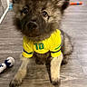 Pablo Lorenzo joined the competition — help win amazing prizes! puppy, dog, yellow_jersey, number_10, indoor, wooden_floor, toy, cute, pet, fluffy, sitting, playful, domestic_animal, canine, young_dog, fur, ears, eyes, floor, furniture