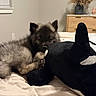 puppy, dog, stuffed_toy, bed, blanket, indoor, furniture, television, decor, plant, cozy, animal, pet, resting, cute, soft_toy, room, window, drawer, relaxing