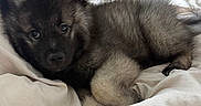 Pablo Lorenzo joined the competition — help win amazing prizes! puppy, dog, bed, blanket, pillow, indoor, cozy, furniture, decor, curious, fur, animal, cute, resting, laying, soft, home, room, pet, young