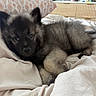 puppy, dog, bed, blanket, pillow, indoor, cozy, furniture, decor, curious, fur, animal, cute, resting, laying, soft, home, room, pet, young