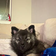 Pablo Lorenzo is registered to the contest to win money with this photo: puppy, dog, couch, blanket, indoor, pet, fur, cozy, home, window, relaxing, animal, cute, young, comfort, furniture, living_room, domestic, canine, resting