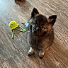 puppy, dog, floor, wooden_floor, toy, plush_toy, brown, black, cute, pet, indoor, small_dog, furry, animal, looking_up, playful, domestic_animal, young_dog, flooring, adorable