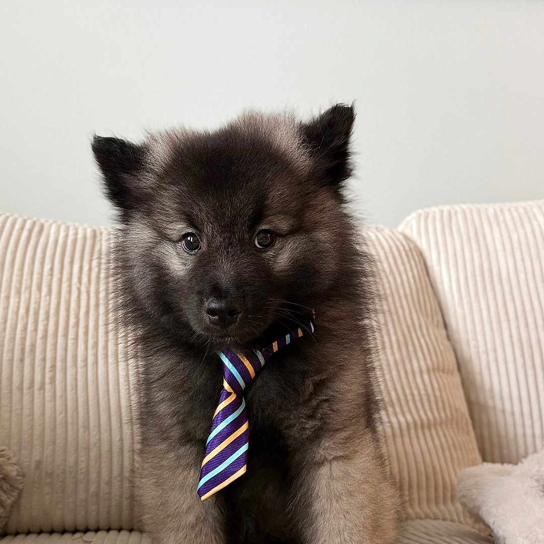 Pablo Lorenzo joined the competition — help win amazing prizes! puppy, dog, tie, couch, indoor, pet, furry, cute, sitting, young, adorable, animal, canine, fur, portrait, home, cozy, decor, striped_tie, background