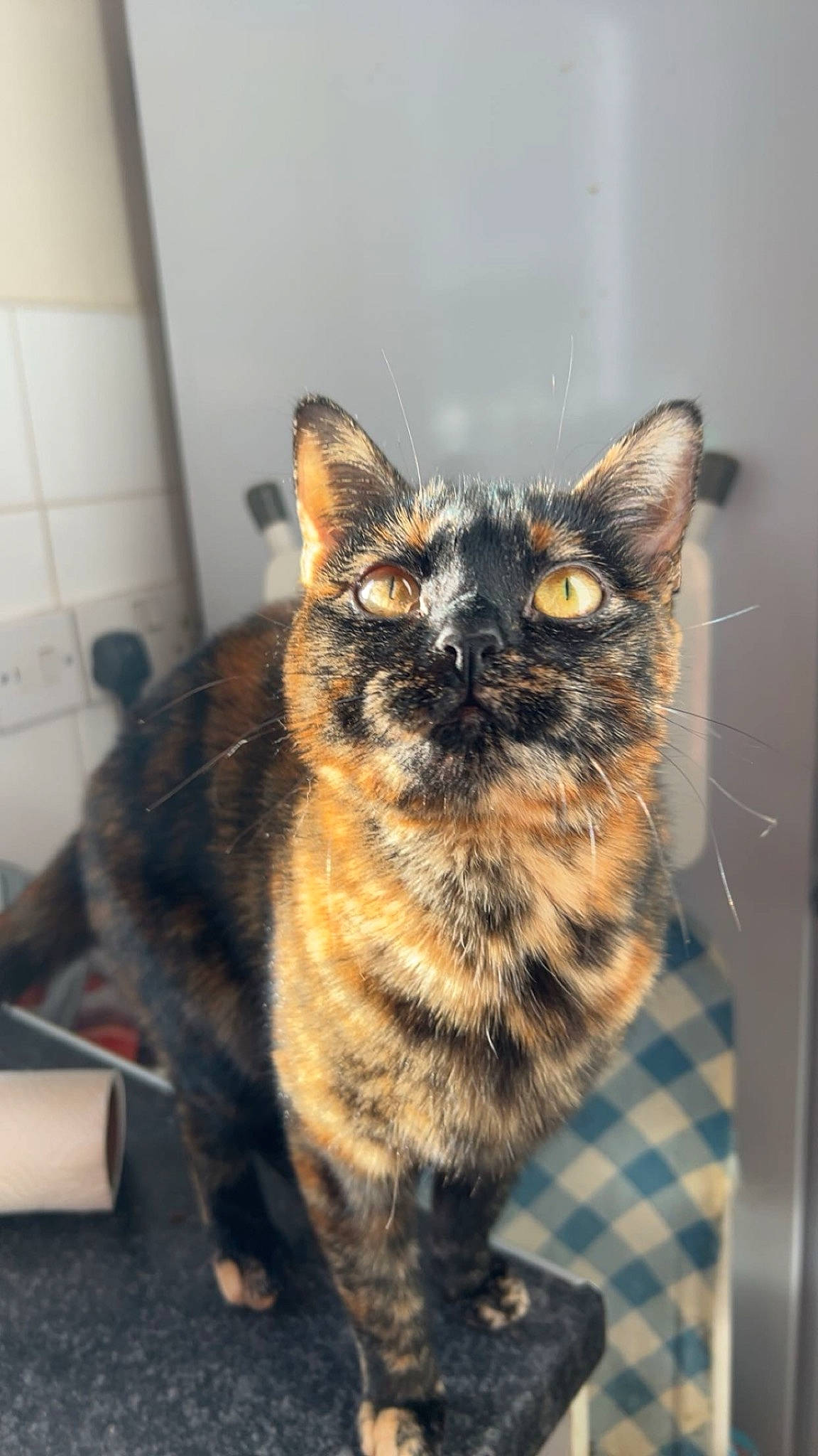 Mars joined the competition — help win amazing prizes! art, carnivore, cat, domestic_short_haired_cat, door, felidae, fur, pattern, paw, room, sitting, small_to_medium_sized_cats, snout, tail, terrestrial_animal, whiskers