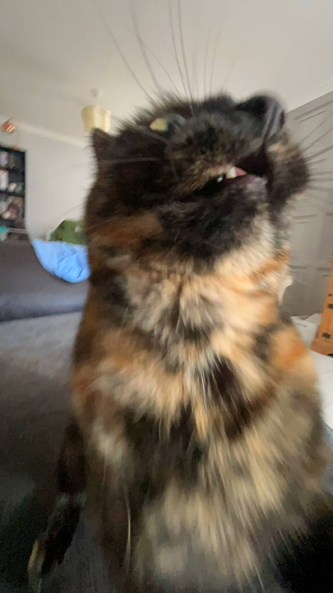 Mars joined the competition — help win amazing prizes! animal_product, carnivore, cat, companion_dog, dog_breed, eye, feather, felidae, fur, human_body, natural_material, shelf, small_to_medium_sized_cats, snout, sporting_group, tail, terrestrial_animal, whiskers