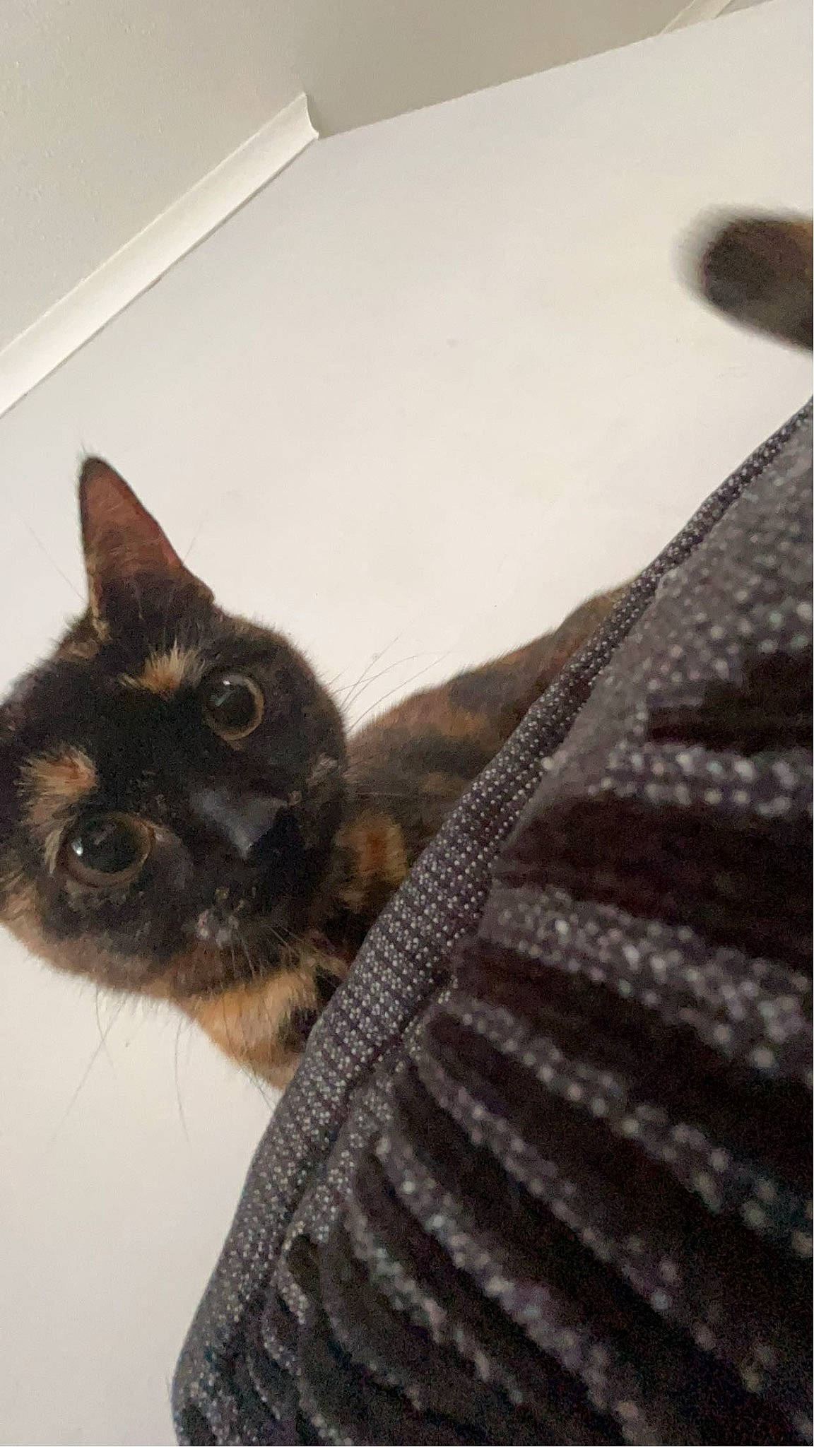 Mars is registered to the contest to win money with this photo: carnivore, cat, claw, dog_breed, domestic_short_haired_cat, eye, felidae, fur, grey, paw, small_to_medium_sized_cats, snout, tail, whiskers, wood