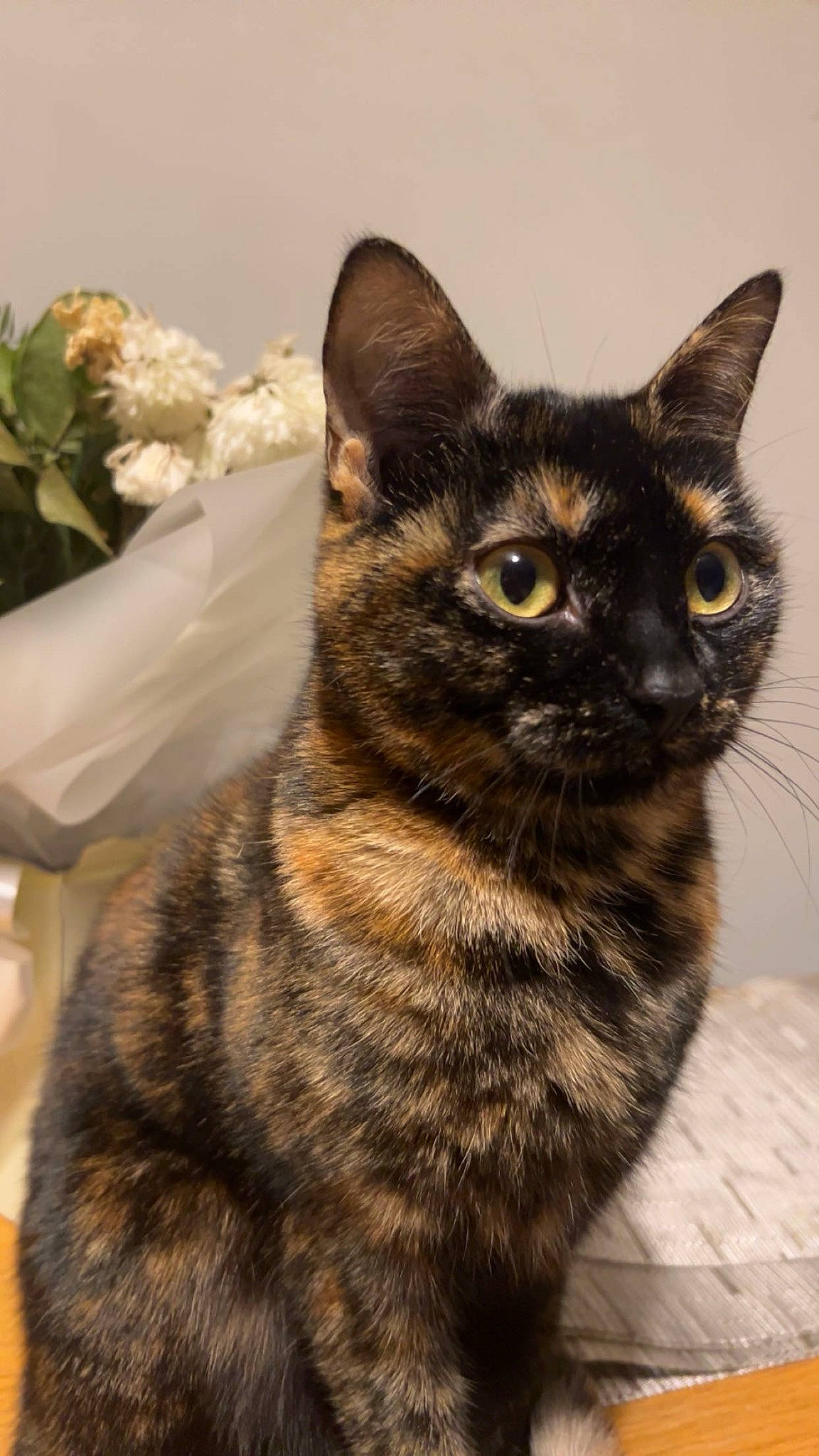 Mars joined the competition — help win amazing prizes! carnivore, cat, domestic_short_haired_cat, felidae, fur, grass, paw, plant, small_to_medium_sized_cats, snout, tail, terrestrial_animal, whiskers, wildlife