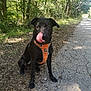 dog, black_dog, orange_harness, tongue_out, forest, path, nature, trees, sunlight, outdoor, animal, pet, canine, sitting, leafy, daylight, ground, cute, playful, wildlife