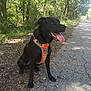 dog, black_dog, orange_harness, outdoor, path, trees, greenery, sunlight, tongue_out, happy, pet, canine, nature, forest, sitting, animal, daylight, leaves, grass, smiling