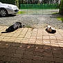 Titau a rejoint le concours — aidez-le/la à gagner de superbes lots ! dog, black_dog, spotted_dog, patio, sunlight, outdoor, car, gravel, fence, hedge, trees, relaxing, lying_down, pavement, shadow, nature, daytime, quiet, calm, animal