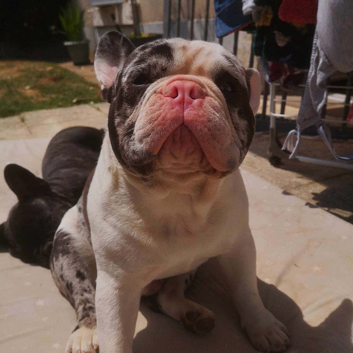 Titau a rejoint le concours — aidez-le/la à gagner de superbes lots ! animal, background, black_dog, canine, clothes, dog, domestic_animal, face, french_bulldog, fur, laundry, nose, outdoor, paw, pet, resting, shadow, sleeping, sunlight, yard