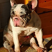 Titau a rejoint le concours — aidez-le/la à gagner de superbes lots ! dog, french_bulldog, sitting, sunlight, indoor, wooden_furniture, paw, face, closed_eyes, pet, cute, relaxed, shadow, floor, fur, animal, companion, domestic, portrait, sunshine