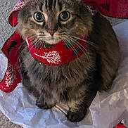 Luna Bella is registered to the contest to win money with this photo: animal, big_eyes, carpet, cat, christmas, closeup, cute, decorative, festive, fluffy, fur, holiday, indoor, pet, red_ribbon, ribbon, sitting, tabby, tissue_paper, whiskers
