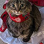 animal, big_eyes, carpet, cat, christmas, closeup, cute, decorative, festive, fluffy, fur, holiday, indoor, pet, red_ribbon, ribbon, sitting, tabby, tissue_paper, whiskers