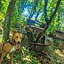 dog, forest, greenery, rust, abandoned_car, nature, sunlight, leaves, trees, harness, smiling_dog, outdoor, plants, ivy, moss, old_car_parts, woodland, rusty_metal, canine, daylight
