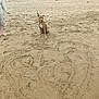 Tekno participe au concours pour gagner de l'argent avec cette photo : dog, beach, sand, heart, drawing, people, trees, rocks, leash, brown_dog, white_chest, person, barefoot, group, outdoor, nature, summer, vacation, relaxation, animal