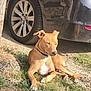 dog, tan_dog, car, black_car, bmw_logo, wheel, grass, dirt, sunlight, outdoor, pet, animal, collar, relaxed, sitting, daytime, nature, ground, vehicle, sunny