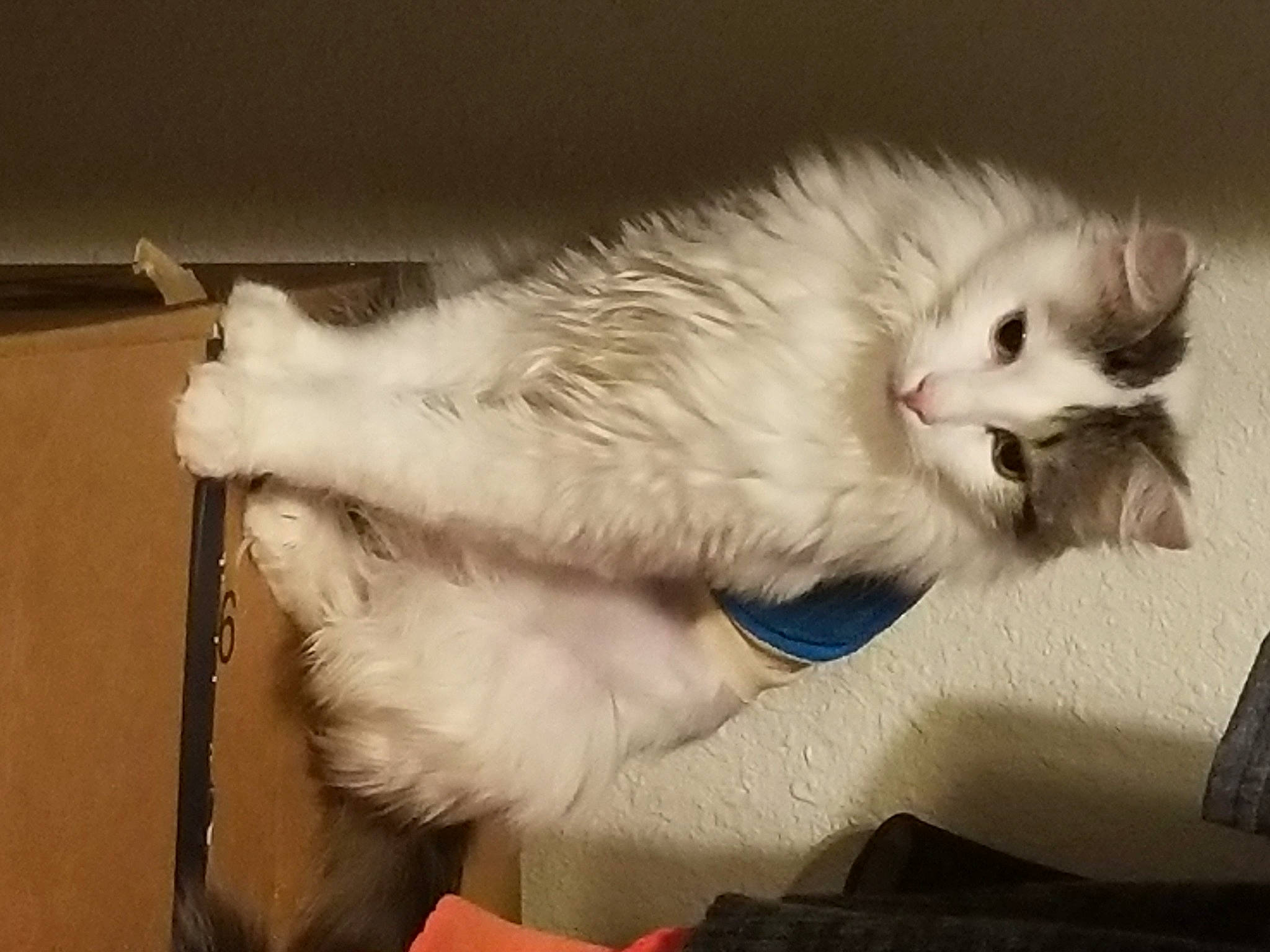 Lio is registered to the contest to win money with this photo: british_longhair, carnivore, cat, claw, comfort, companion_dog, domestic_short_haired_cat, ear, fawn, felidae, foot, fur, paw, ragdoll, small_to_medium_sized_cats, tail, whiskers