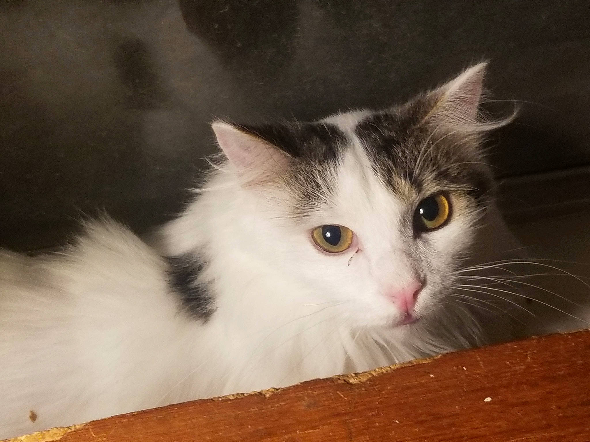 Lio joined the competition — help win amazing prizes! carnivore, cat, domestic_short_haired_cat, felidae, fur, hardwood, iris, paw, small_to_medium_sized_cats, snout, tail, whiskers, wood