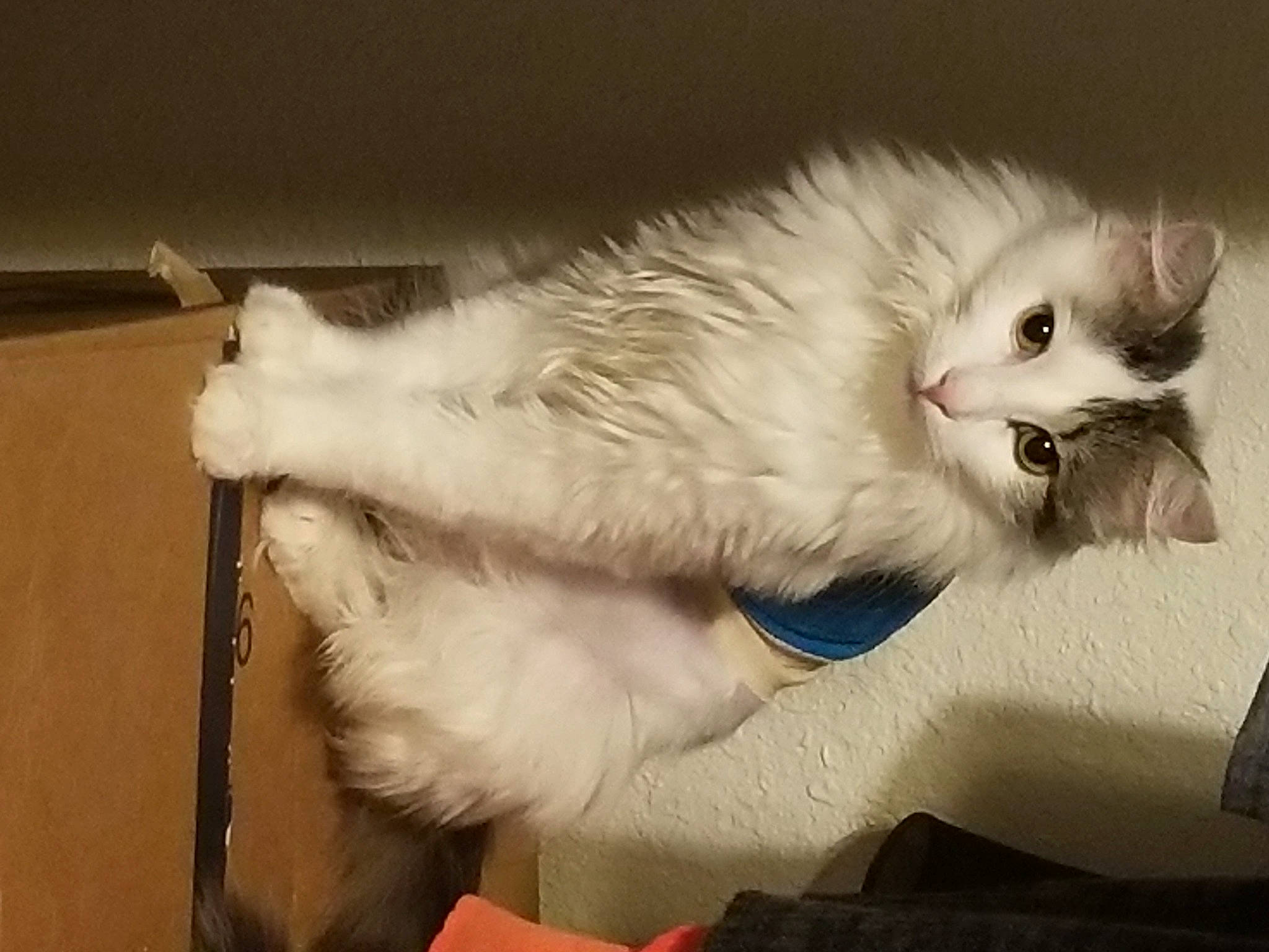 Lio is registered to the contest to win money with this photo: balinese, british_longhair, carnivore, cat, claw, comfort, domestic_short_haired_cat, ear, felidae, fur, paw, ragdoll, small_to_medium_sized_cats, snout, tail, thai, whiskers