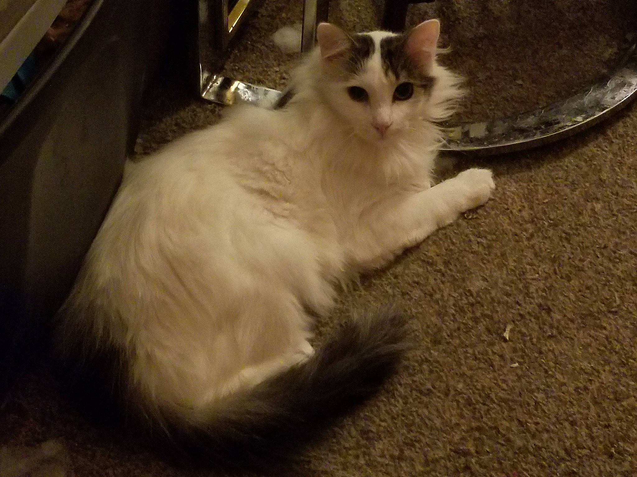 Lio joined the competition — help win amazing prizes! carnivore, cat, claw, comfort, domestic_short_haired_cat, fawn, felidae, fur, paw, sitting, small_to_medium_sized_cats, snout, tail, whiskers