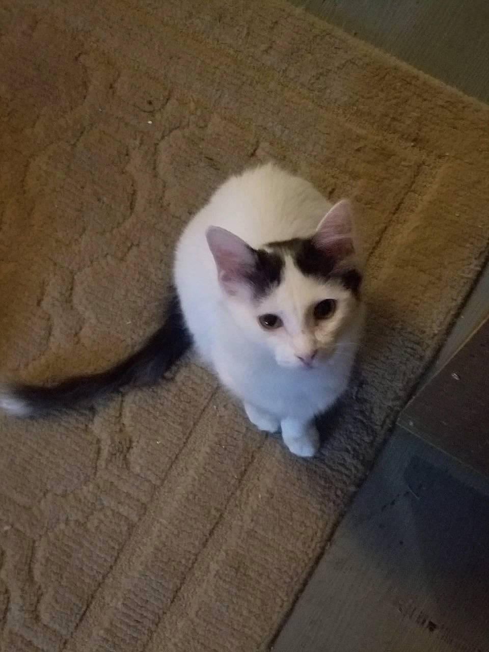 Sasha is registered to the contest to win money with this photo: balinese, carnivore, cat, domestic_short_haired_cat, fawn, felidae, flooring, fur, hardwood, paw, road_surface, shadow, sitting, sky, small_to_medium_sized_cats, snout, tail, terrestrial_animal, whiskers, wood