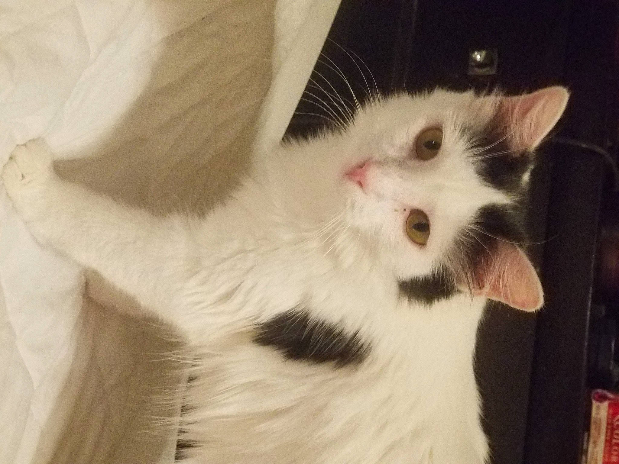 Sasha is registered to the contest to win money with this photo: cardboard, carnivore, cat, domestic_short_haired_cat, eyelash, felidae, fur, paw, small_to_medium_sized_cats, snout, tail, whiskers, window