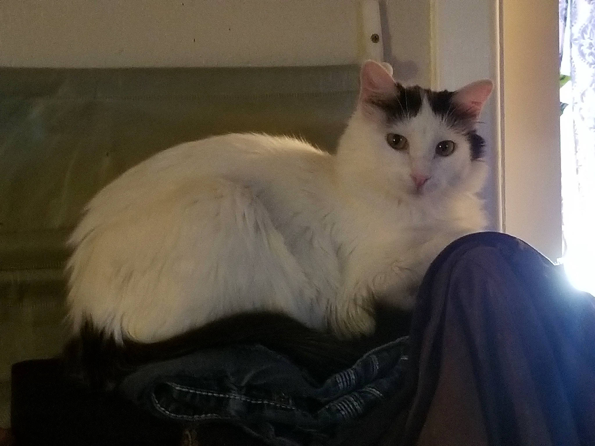 Sasha joined the competition — help win amazing prizes! carnivore, cat, comfort, domestic_short_haired_cat, eye, fawn, felidae, fur, head, iris, paw, sitting, small_to_medium_sized_cats, snout, tail, whiskers, window