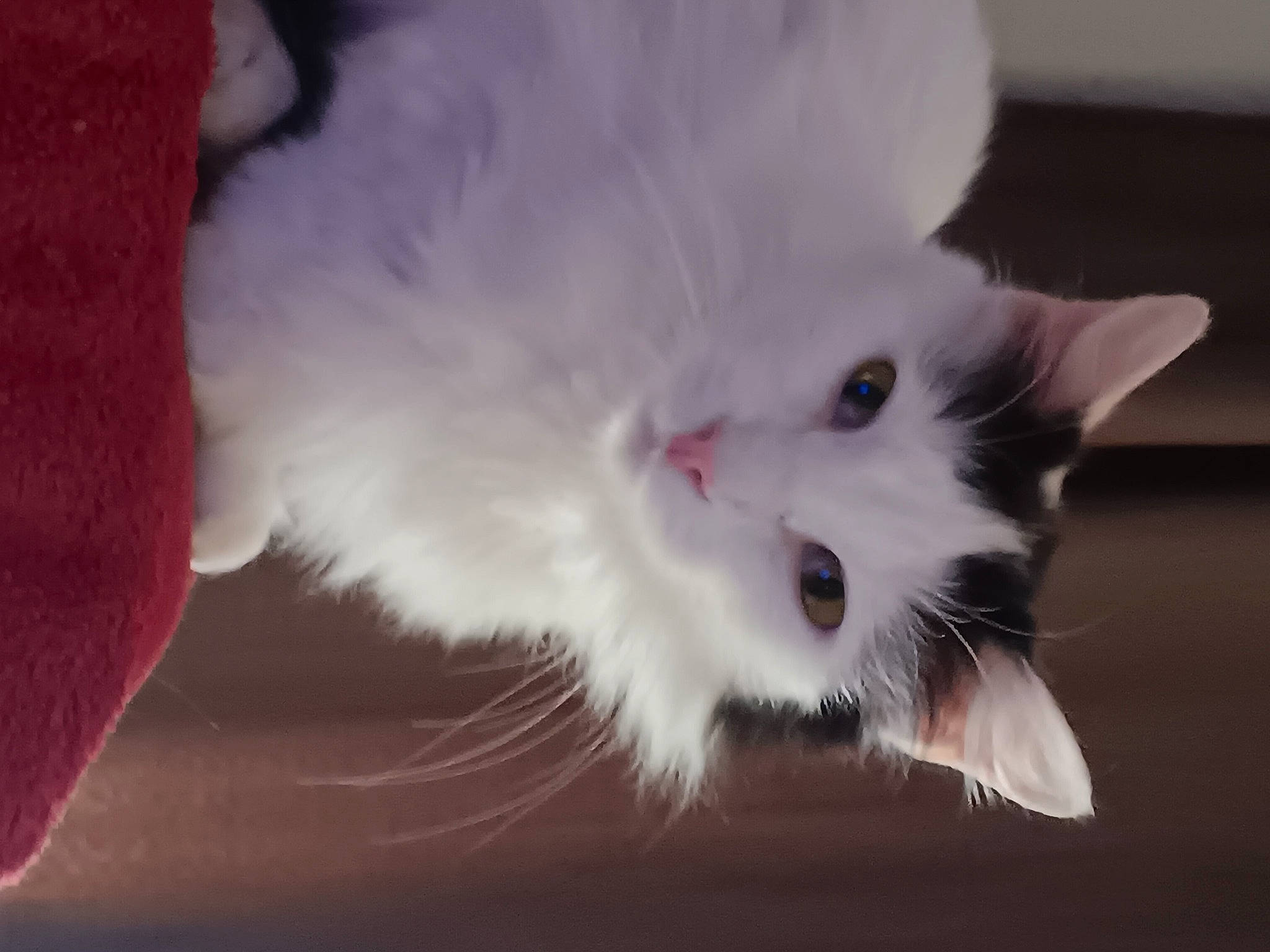 Sasha joined the competition — help win amazing prizes! balance, carnivore, cat, claw, felidae, fur, paw, small_to_medium_sized_cats, snout, tail, whiskers