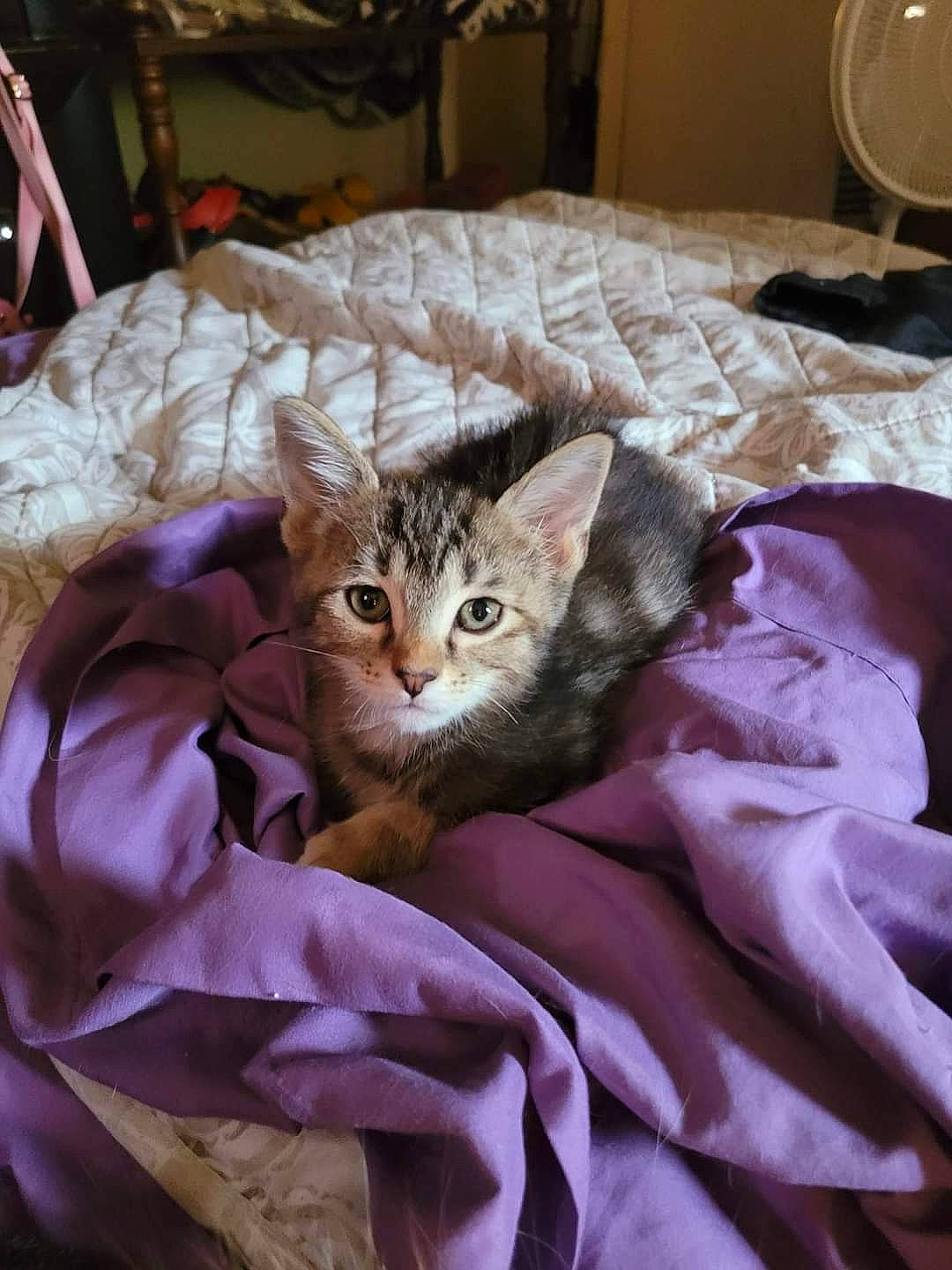 Breanna joined the competition — help win amazing prizes! bed, bed_sheet, bedding, blanket, carnivore, cat, comfort, domestic_short_haired_cat, duvet, fawn, felidae, fur, linens, nap, room, sleeve, small_to_medium_sized_cats, tail, textile, whiskers