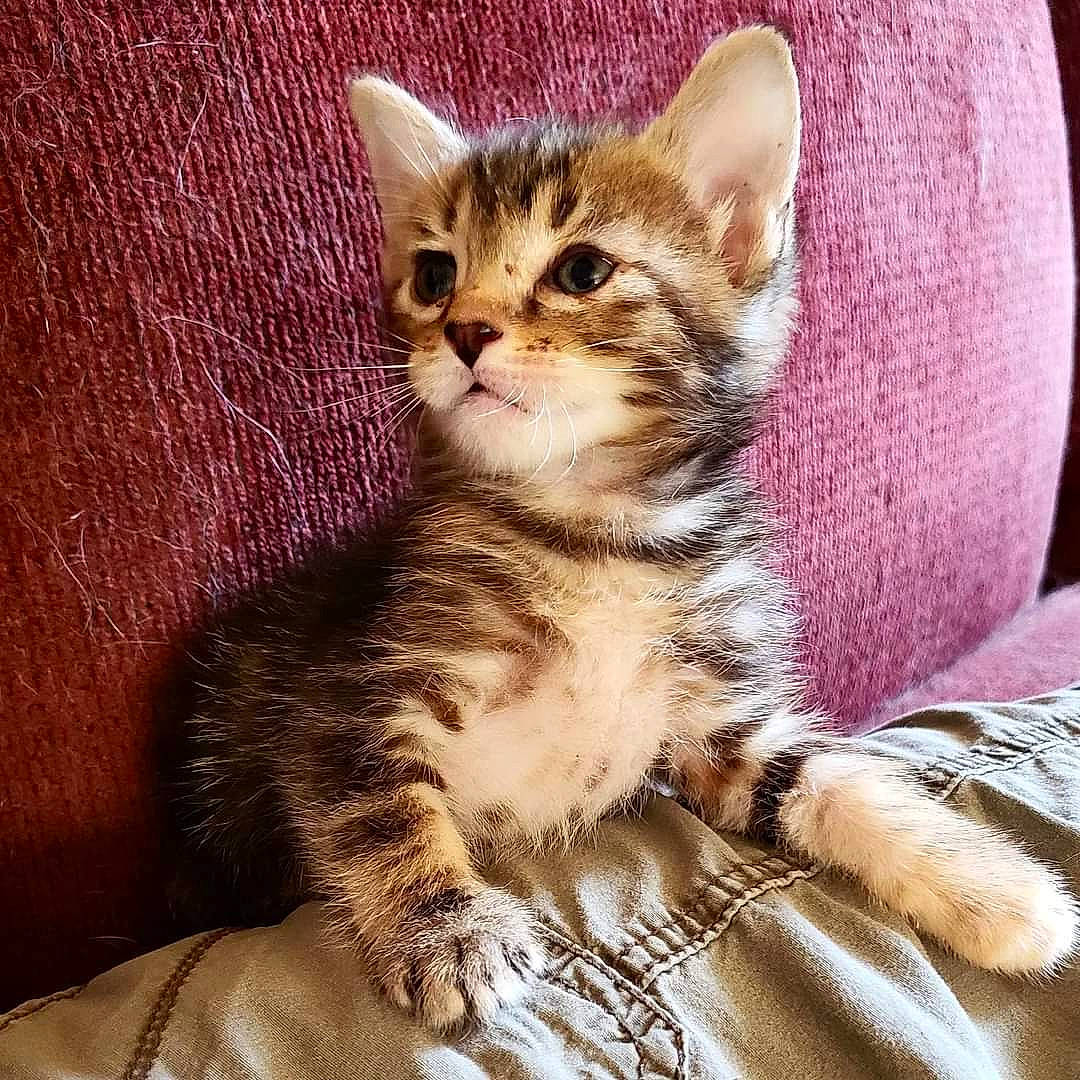 Breanna is registered to the contest to win money with this photo: carnivore, cat, claw, comfort, domestic_short_haired_cat, fawn, felidae, fur, paw, sitting, small_to_medium_sized_cats, snout, tail, terrestrial_animal, whiskers