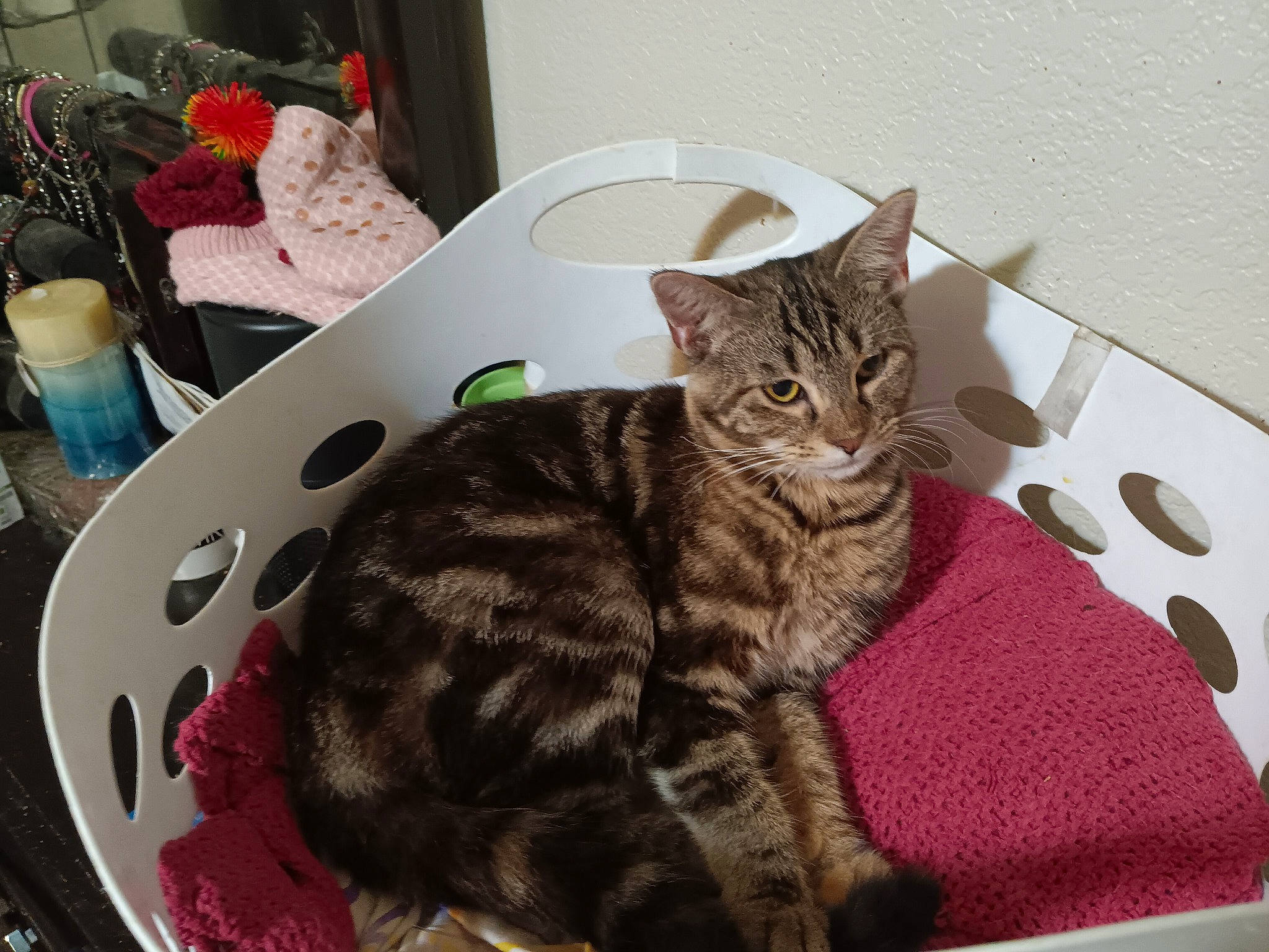 Breanna joined the competition — help win amazing prizes! bed, carnivore, cat, comfort, domestic_short_haired_cat, felidae, fur, household_supply, paper_towel, paw, pet_supply, room, shelf, small_to_medium_sized_cats, tail, textile, toy, whiskers