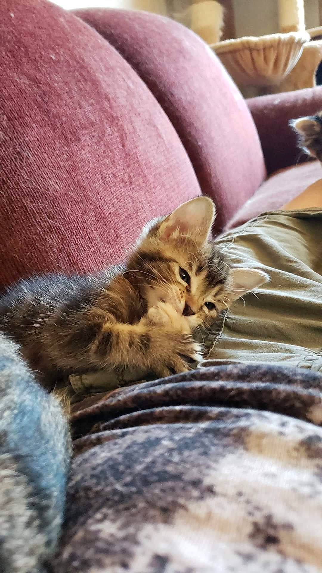 Breanna joined the competition — help win amazing prizes! carnivore, cat, claw, comfort, domestic_short_haired_cat, fawn, felidae, fur, linens, mammal, sitting, small_to_medium_sized_cats, snout, terrestrial_animal, textile, tree, vertebrate, whiskers, wildlife, wood