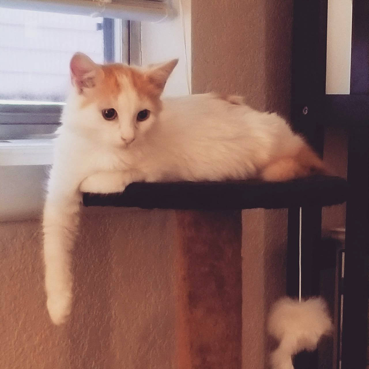 Jojo is registered to the contest to win money with this photo: carnivore, cat, claw, comfort, domestic_short_haired_cat, door, fawn, felidae, fur, hardwood, metal, paw, sitting, small_to_medium_sized_cats, snout, square, tail, whiskers, window, wood