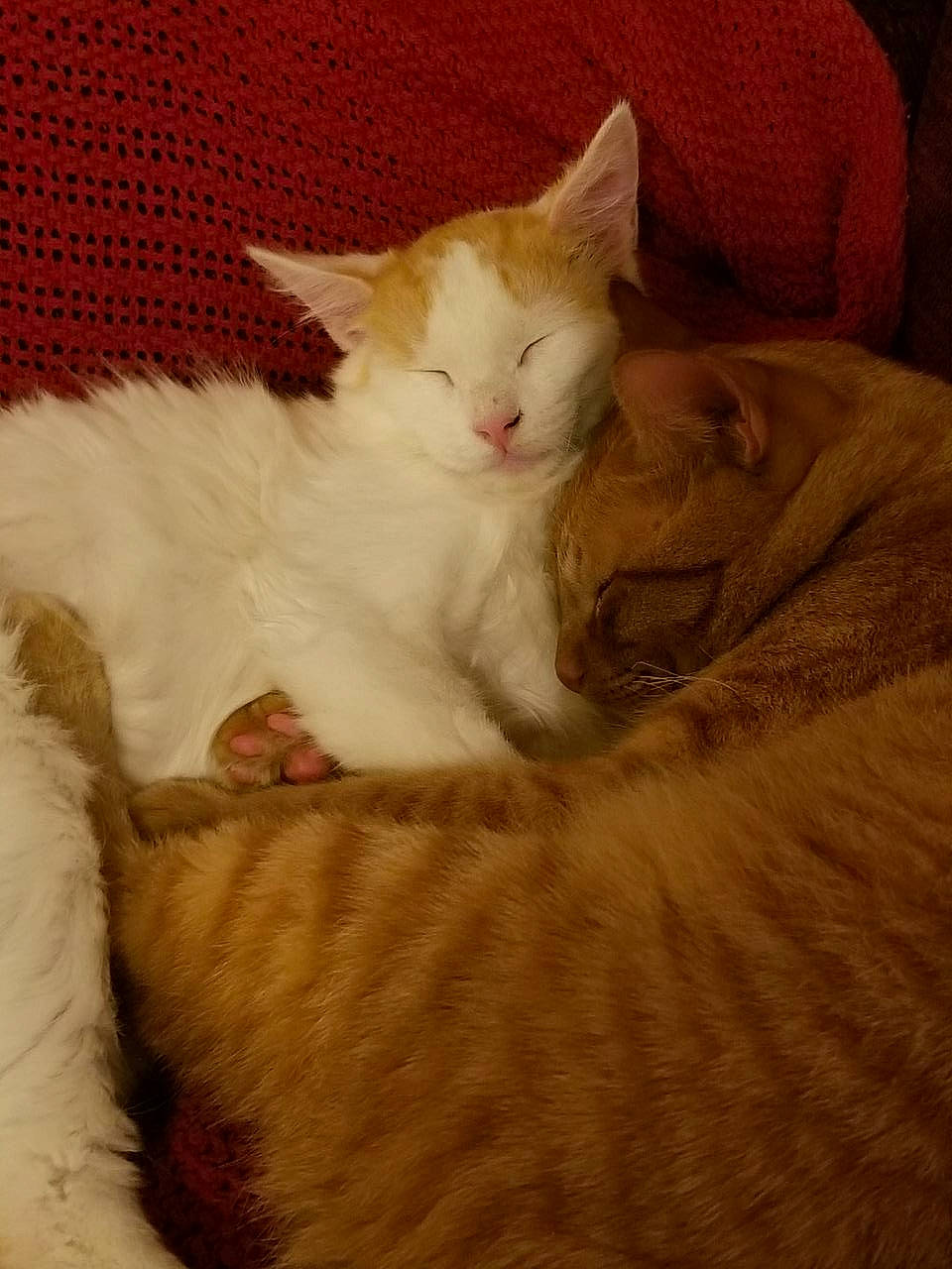 Jojo joined the competition — help win amazing prizes! carnivore, cat, cat_supply, claw, comfort, domestic_short_haired_cat, fawn, felidae, fur, iris, nap, paw, sleep, small_to_medium_sized_cats, snout, tail, terrestrial_animal, whiskers